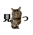 もじもじ猫きっと2（個別スタンプ：13）