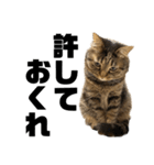 もじもじ猫きっと2（個別スタンプ：14）