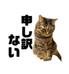 もじもじ猫きっと2（個別スタンプ：16）