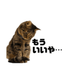 もじもじ猫きっと2（個別スタンプ：17）