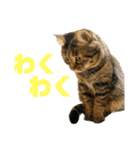 もじもじ猫きっと2（個別スタンプ：18）