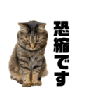 もじもじ猫きっと2（個別スタンプ：19）