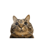 もじもじ猫きっと2（個別スタンプ：21）