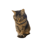 もじもじ猫きっと2（個別スタンプ：22）