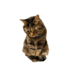 もじもじ猫きっと2（個別スタンプ：23）