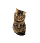 もじもじ猫きっと2（個別スタンプ：24）