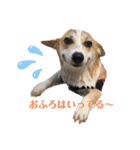 こっこまちゃん（個別スタンプ：3）