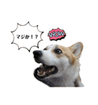 こっこまちゃん（個別スタンプ：5）