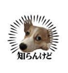 こっこまちゃん（個別スタンプ：10）