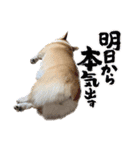 こっこまちゃん（個別スタンプ：12）