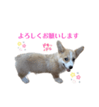 こっこまちゃん（個別スタンプ：15）