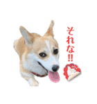 こっこまちゃん（個別スタンプ：19）