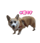 こっこまちゃん（個別スタンプ：23）