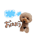 トイプードルのロコ♡（個別スタンプ：2）