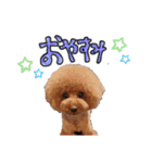 トイプードルのロコ♡（個別スタンプ：4）