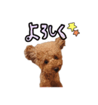 トイプードルのロコ♡（個別スタンプ：9）
