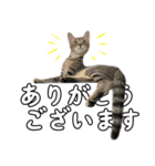 キジトラのいわなちゃん（個別スタンプ：2）