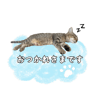 キジトラのいわなちゃん（個別スタンプ：3）