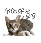 キジトラのいわなちゃん（個別スタンプ：4）