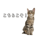 キジトラのいわなちゃん（個別スタンプ：5）