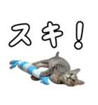 キジトラのいわなちゃん（個別スタンプ：6）