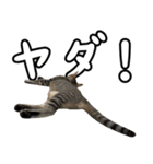 キジトラのいわなちゃん（個別スタンプ：7）