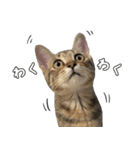 キジトラのいわなちゃん（個別スタンプ：8）