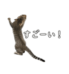 キジトラのいわなちゃん（個別スタンプ：9）