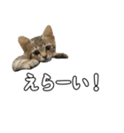 キジトラのいわなちゃん（個別スタンプ：10）