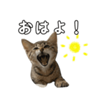 キジトラのいわなちゃん（個別スタンプ：11）