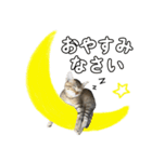 キジトラのいわなちゃん（個別スタンプ：12）