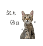 キジトラのいわなちゃん（個別スタンプ：13）