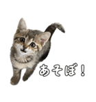 キジトラのいわなちゃん（個別スタンプ：14）