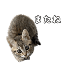 キジトラのいわなちゃん（個別スタンプ：15）