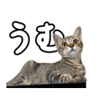 キジトラのいわなちゃん（個別スタンプ：16）