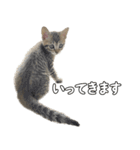 キジトラのいわなちゃん（個別スタンプ：17）