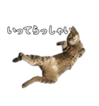 キジトラのいわなちゃん（個別スタンプ：18）