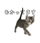 キジトラのいわなちゃん（個別スタンプ：19）