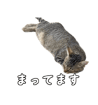 キジトラのいわなちゃん（個別スタンプ：20）