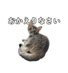 キジトラのいわなちゃん（個別スタンプ：21）