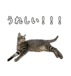 キジトラのいわなちゃん（個別スタンプ：23）