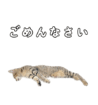 キジトラのいわなちゃん（個別スタンプ：24）