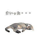 キジトラのいわなちゃん（個別スタンプ：25）
