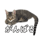 キジトラのいわなちゃん（個別スタンプ：30）