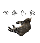 キジトラのいわなちゃん（個別スタンプ：31）