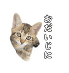 キジトラのいわなちゃん（個別スタンプ：32）