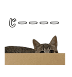 キジトラのいわなちゃん（個別スタンプ：34）