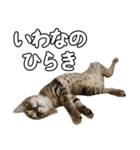 キジトラのいわなちゃん（個別スタンプ：36）