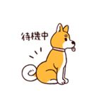 柴犬coco 使いやすいスタンプ（個別スタンプ：33）