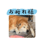 ブライアンと仲間たち（個別スタンプ：5）